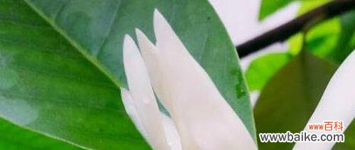 白兰花 白兰花的寓意与美丽之旅