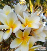 白兰花的象征与意义 白兰花