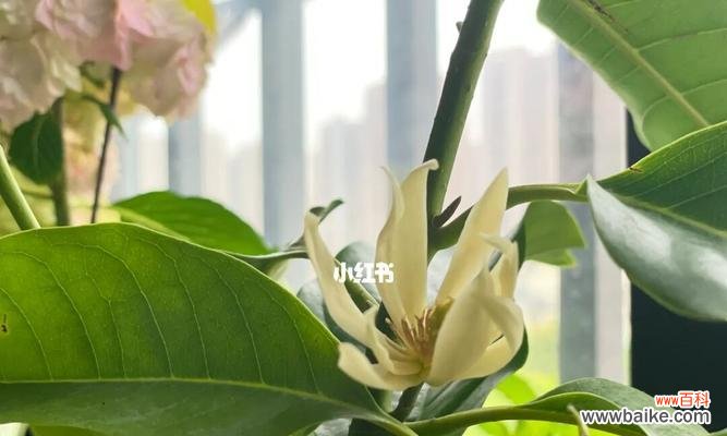 白兰花的象征与意义 白兰花