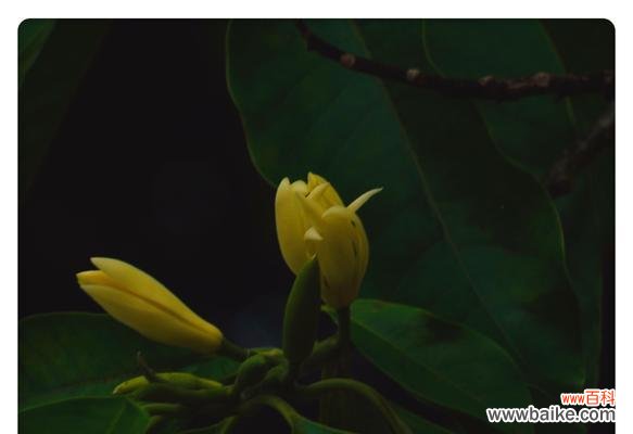 揭开白兰花花语的神秘面纱，带给你美丽与祝福的力量 白兰花的花语与美丽祝福