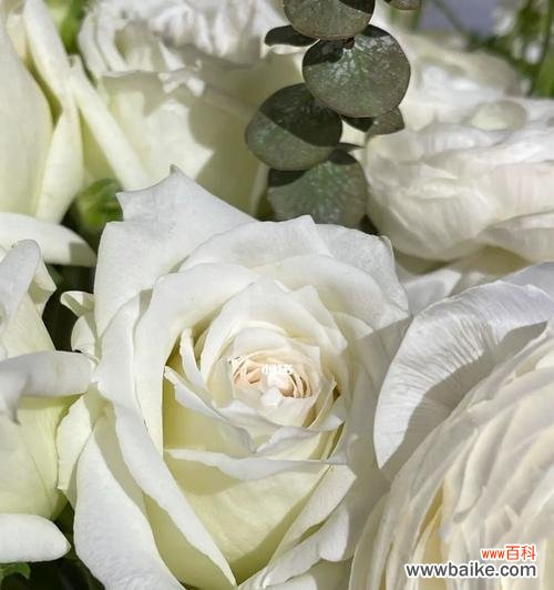 纯洁、无声的爱的使者 白玫瑰的象征意义和寓意