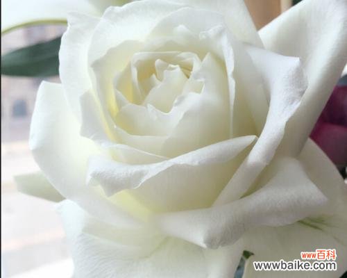 纯洁、真爱、祝福、感恩、无悔的花语 白玫瑰花语的深意