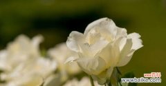 揭示白玫瑰的真正含义及象征意义 白玫瑰的含义