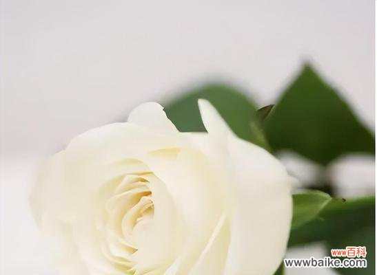 纯洁、无暇和无私的美丽 白玫瑰的象征意义及寓意
