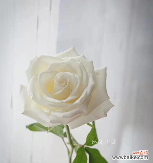 纯洁、无暇和无私的美丽 白玫瑰的象征意义及寓意