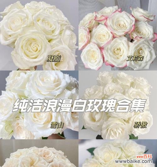 白玫瑰花的传情之道 白玫瑰的象征意义