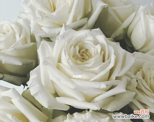 以纯洁和爱情为代表的白玫瑰 白玫瑰的含义及象征意义