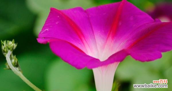 美丽绽放的喇叭花 喇叭花的寓意与象征意义