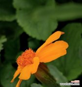 揭示孔雀花的神秘背后 孔雀花的花语与意义