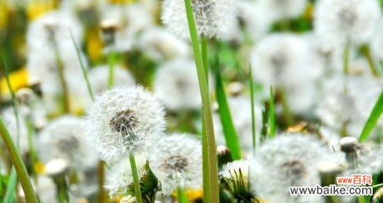承载初生之喜 以款冬蒲公英，生日花语早熟