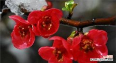 解读腊梅的花语 腊梅花语与象征