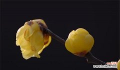 揭开腊梅花的花语之谜 腊梅花-坚韧与希望的象征