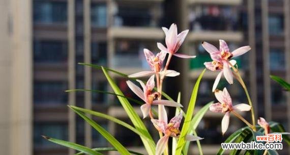 解读以兰草花的花语 以兰草花的花语是什么