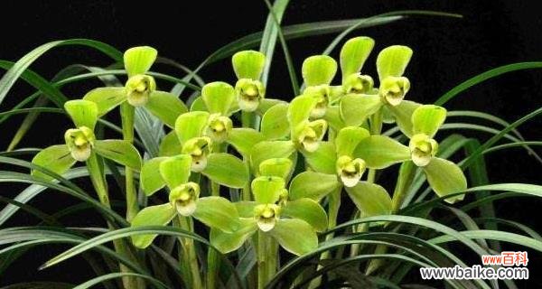 揭示兰花的深层含义 兰花的花语和寓意