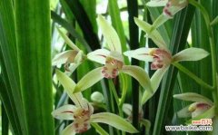 以兰花的花语及其意义 以兰花的花语——传递着高雅与纯洁的气息