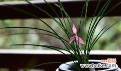 古典之美、品味之花 兰花之美