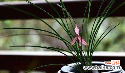 古典之美、品味之花 兰花之美