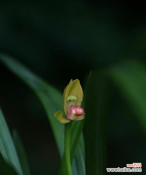 探索兰花的花语与寓意 兰花的美丽与象征意义