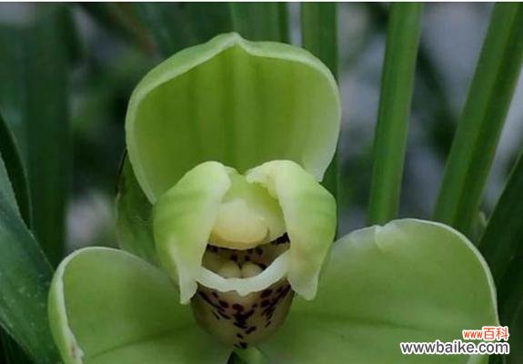 从美丽、纯洁到荣耀 以兰花的象征意义