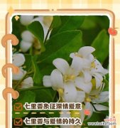 哪些花语暗示着结束？