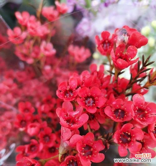 粉色腊梅花的花语是什么？