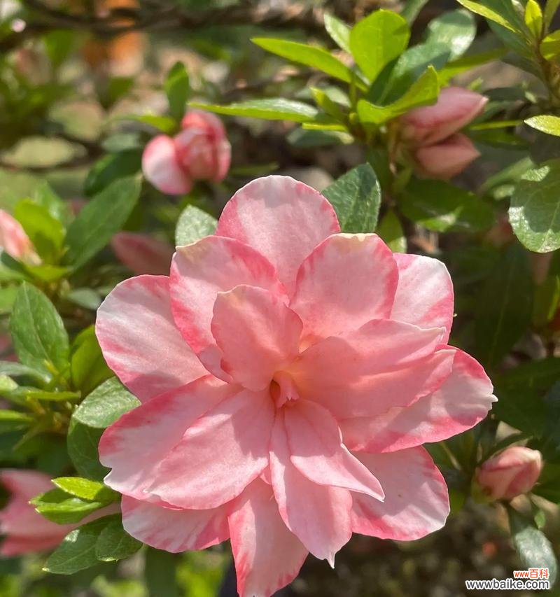 粉色腊梅花的花语是什么？