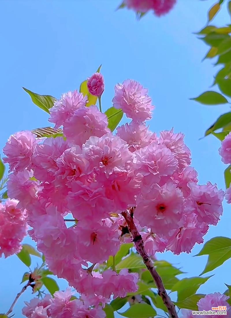 粉色腊梅花的花语是什么？