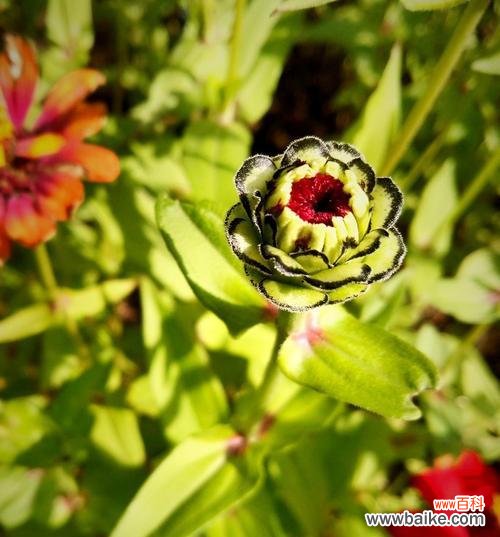 随性淡漠的花语代表什么？它传达了怎样的信息？