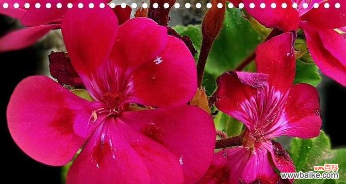 随性淡漠的花语代表什么？它传达了怎样的信息？