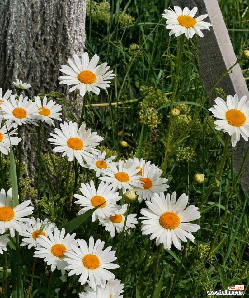 雏菊的花语有哪些积极含义?