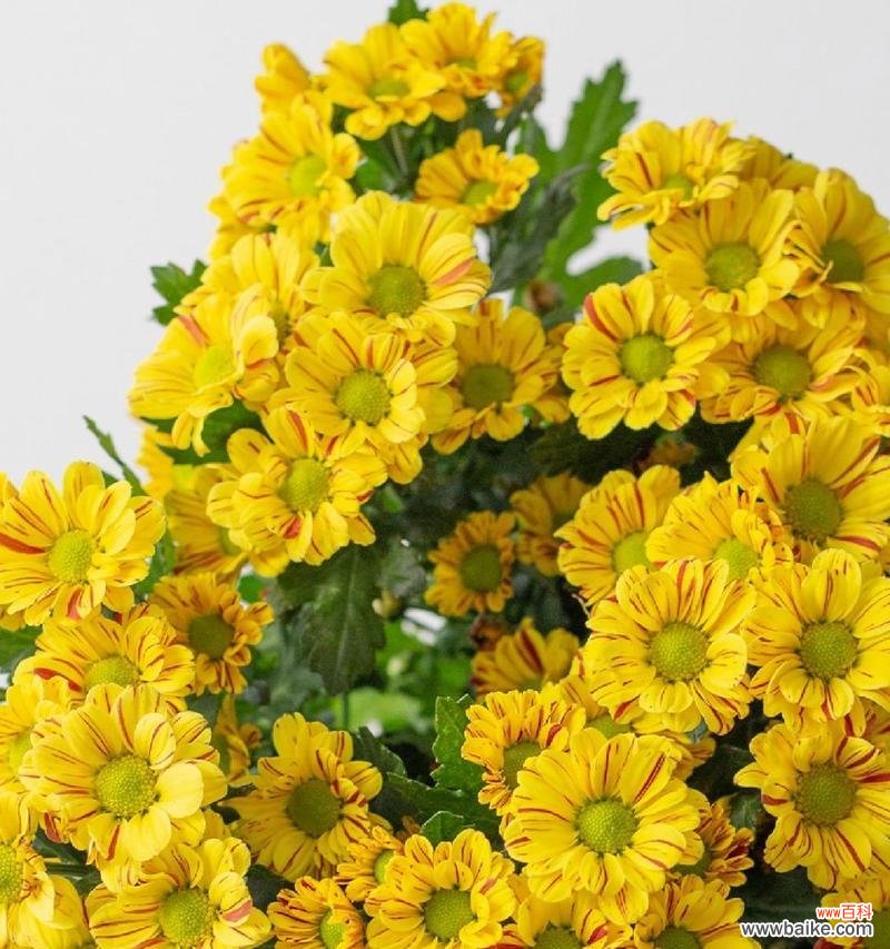 雏菊的花语有哪些积极含义?