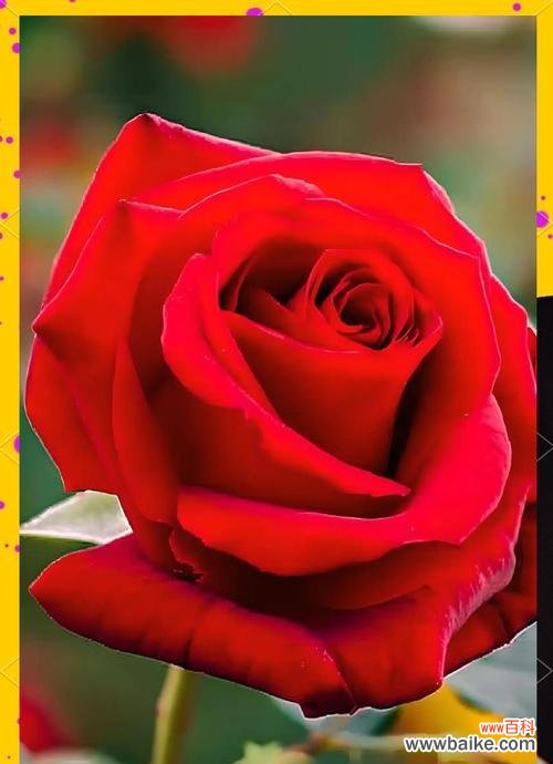 知性玫瑰花语代表什么？