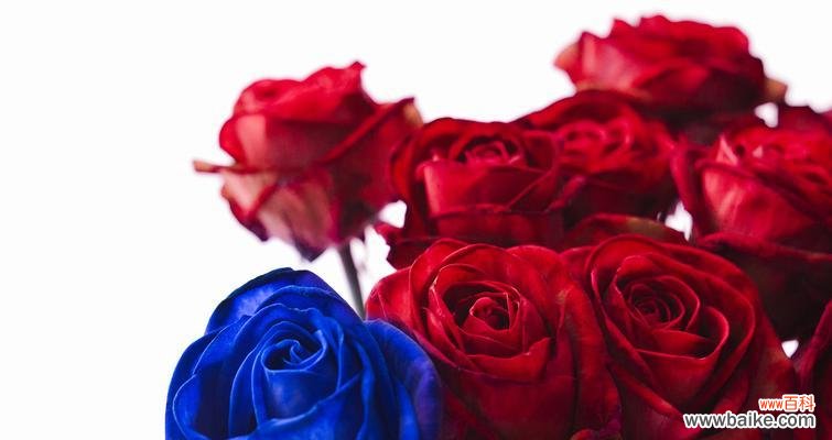 知性玫瑰花语代表什么？