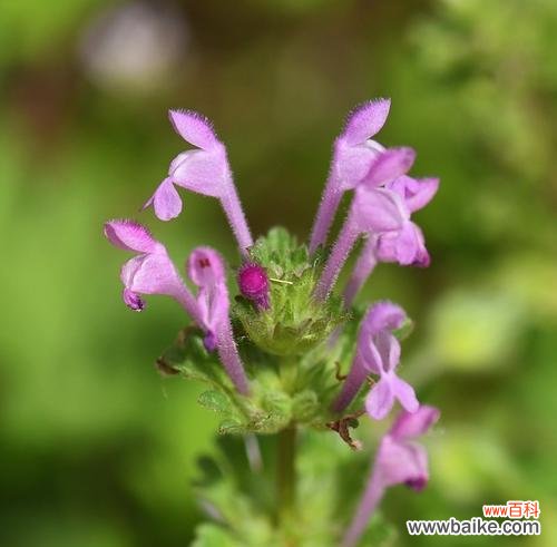 宝盖草的花语有哪些？宝盖草在花语中象征什么？