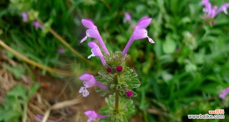 宝盖草的花语有哪些？宝盖草在花语中象征什么？