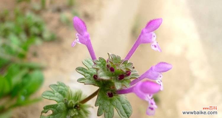 宝盖草的花语有哪些？宝盖草在花语中象征什么？