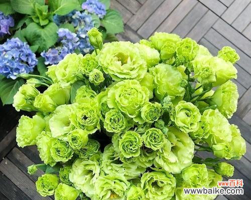 清新花语裙子上的绿色花代表什么？