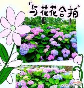 清新花语裙子上的绿色花代表什么？