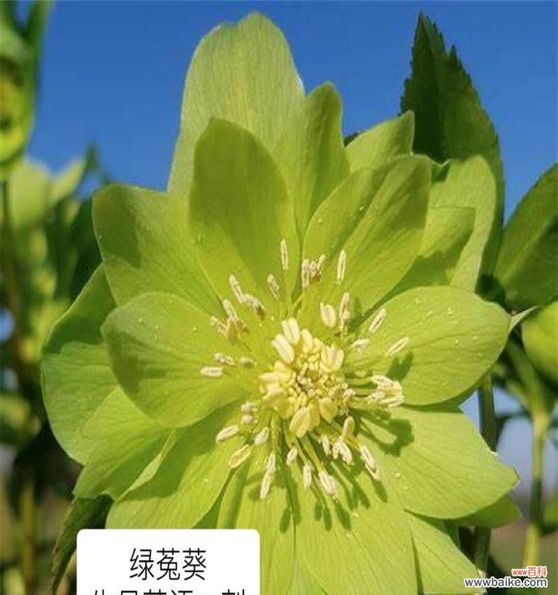 清新花语裙子上的绿色花代表什么？