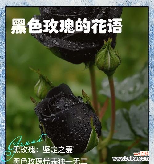 玫瑰花语如何表达爱意?以爱之名有何深意?