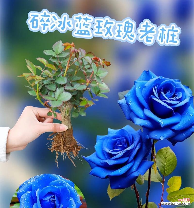 玫瑰花语如何表达爱意?以爱之名有何深意?