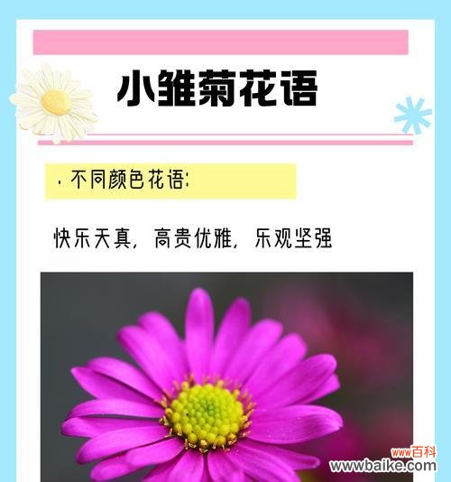 雏菊的花语是什么？为何说它有很多花？