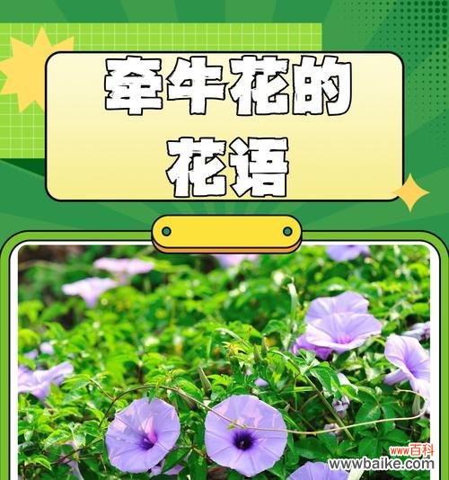 把爱藏在心底的花语代表什么?