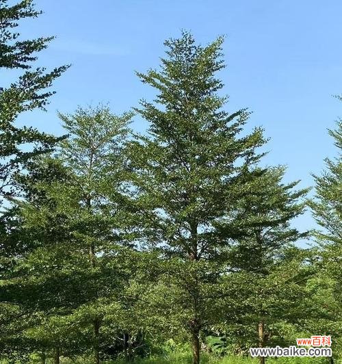 小叶榄仁代表什么？小叶榄仁的花语有何特别之处？