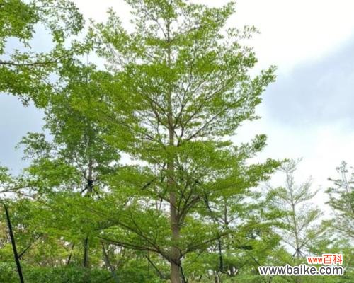 小叶榄仁代表什么？小叶榄仁的花语有何特别之处？