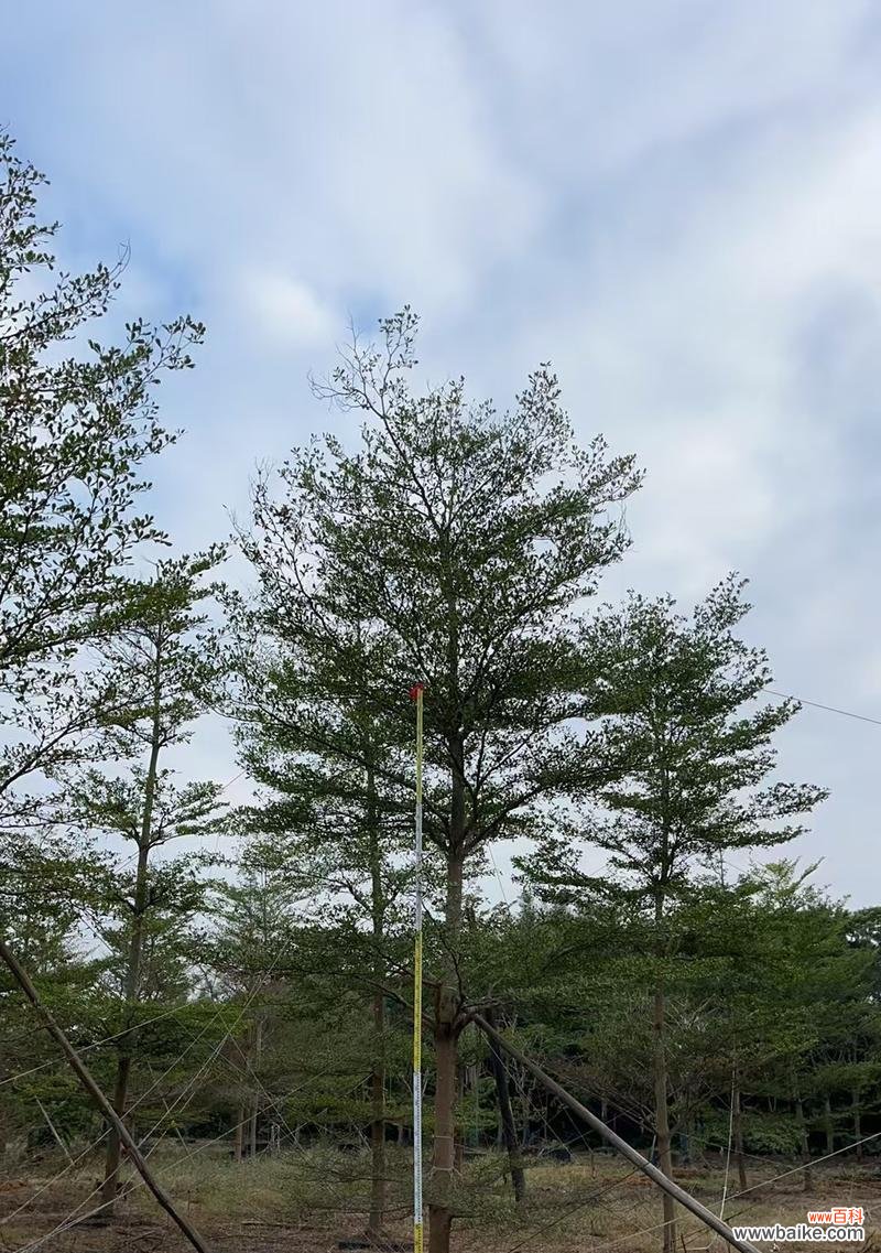 小叶榄仁代表什么？小叶榄仁的花语有何特别之处？