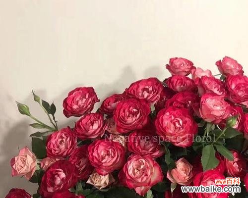 道具红白的花语有何特殊含义?