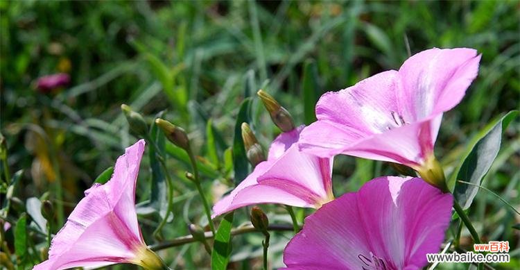 春兰青丝如玉的花语是什么?它代表了哪些寓意?