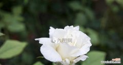 探索白玫瑰的象征意义与文化价值 白玫瑰的美丽和纯洁之寓意