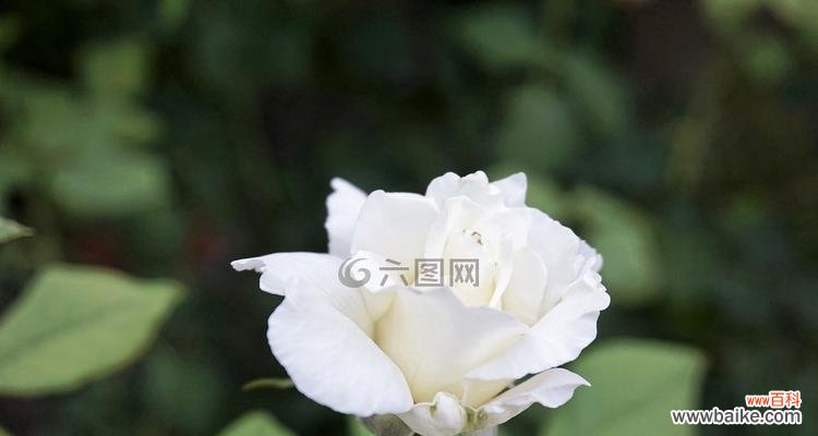 探索白玫瑰的象征意义与文化价值 白玫瑰的美丽和纯洁之寓意